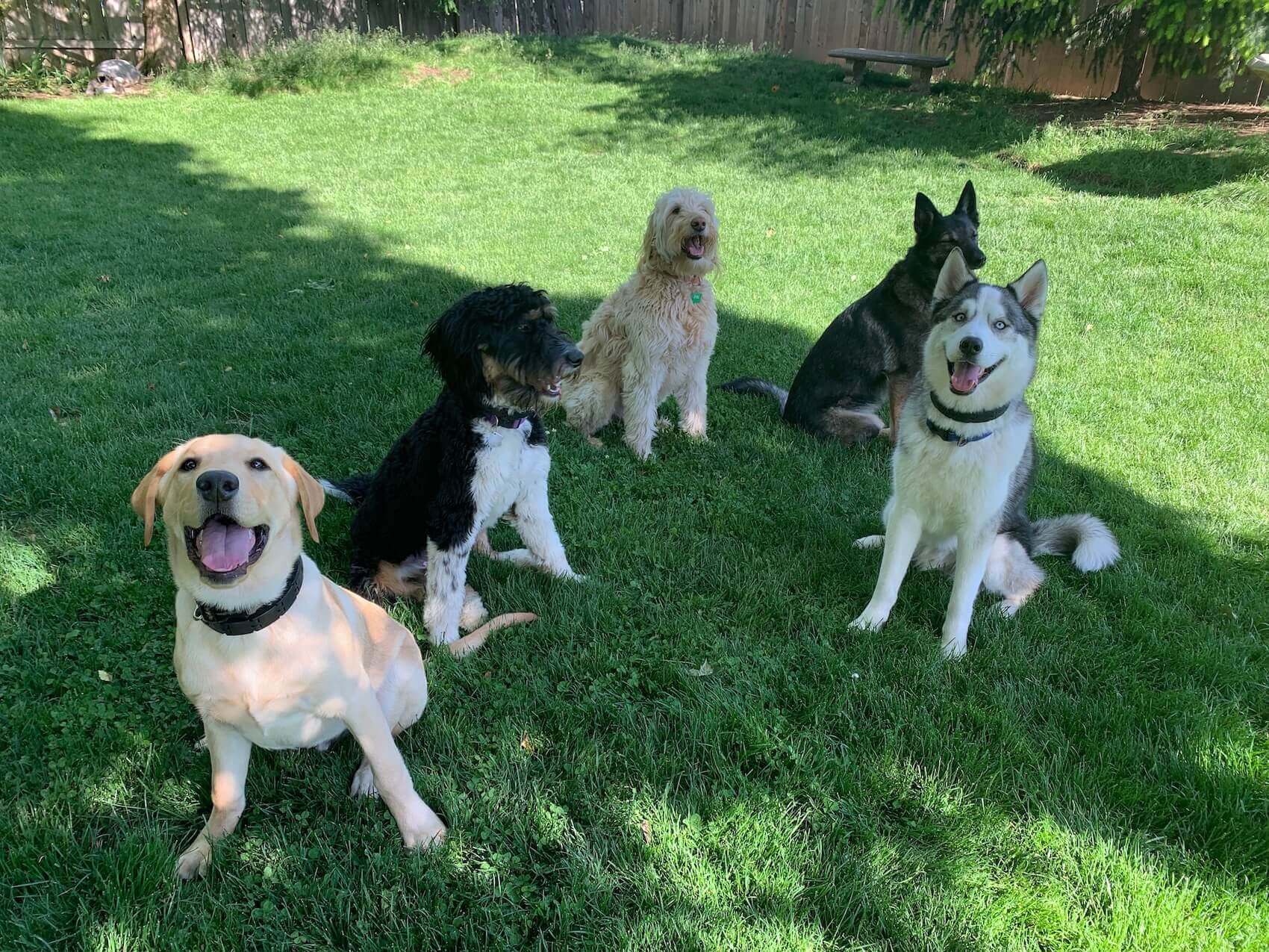 Dog retreat shop